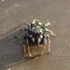 M.Falconetti