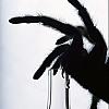 Vagans