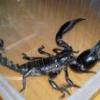 scorpion206